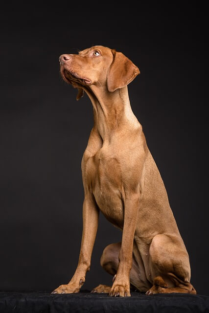 강아지 양치 껌 직접 급여하며 치아 건강 챙기는 습관 놓치면 아쉬운 이유